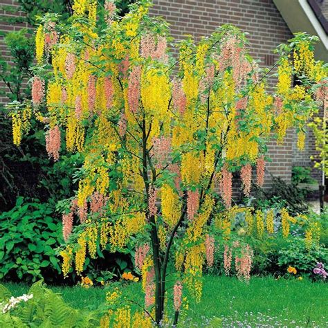 Adams Laburnum Laburnocytisus Adamii 100 150cm Heavy Grade Young Tree