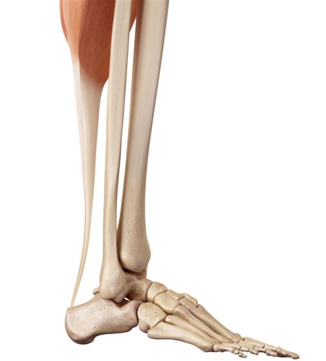 Achillessehne — die achillessehne (tendo calcaneus oder tendo achillis) ist die gemeinsame endsehne des dreiköpfigen wadenmuskels (musculus triceps surae), bestehend aus dem. Achillessehne Schmerzen Behandlung - mit neuer Tehnologie ...