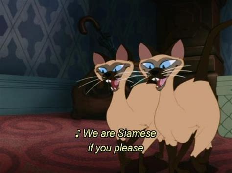 The internet loves cats, and we're no exception (though our inclination leans heavily towards felines of the disney persuasion). 28 best images about Kitty Kats on Pinterest | Cats, Aunt ...