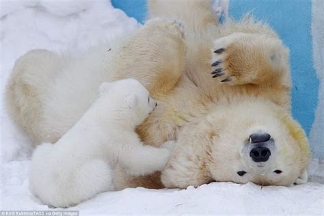 Two Polar Bears Playing With Each Other On The Snow Covered Ground In