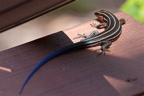 Southeastern Five Lined Skink