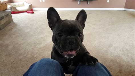 Here @poeticfrenchies the french bulldog 🐶 obsession is real! French Bulldog Blue - YouTube