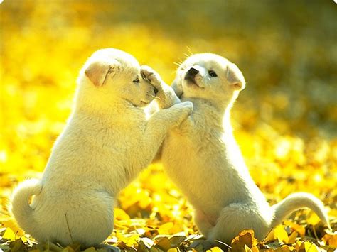 Funny Animals Zone Cute Dogs And Puppies