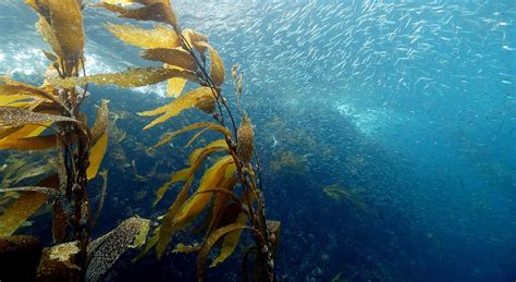 Australias Ocean Kelp Forest Is Growing At Light Speedrivaling The
