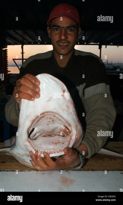 Tripoli Libya Fish Market Stock Photo Royalty Free Image 39658474