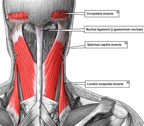 Head And Neck Muscle Diagram In