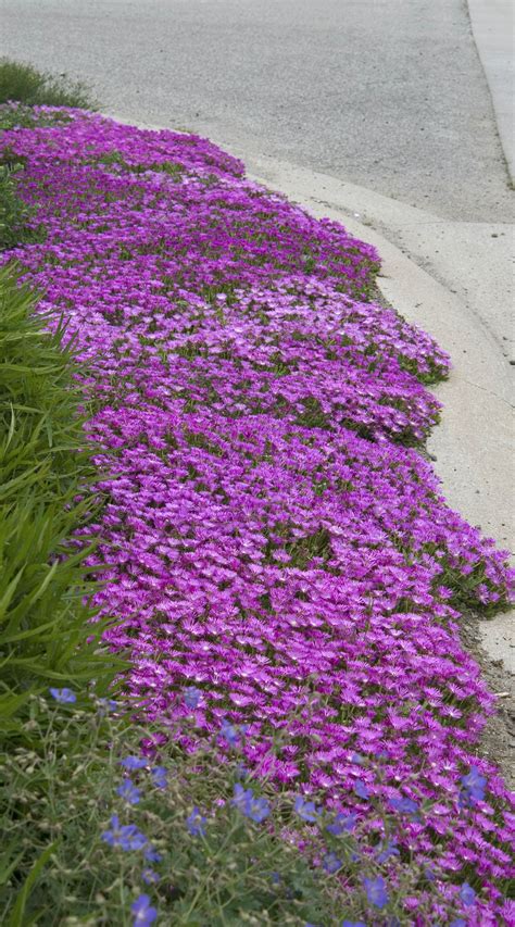 Hot And Dry Drought Tolerant Ice Plant Delosperma Is Right At Home