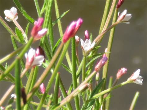 Toronto Wildlife More Purple Leaved Willow Herb