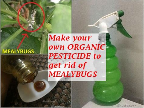 Get Rid Of Mealybugs Permanently With Neem Oil Organic