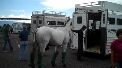Horses Arrive At Glacier Jet Center Kalispell Montana 3 Youtube