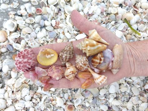 Joanns Sea Shells Of Sanibel Island Island Joanns Sea Shells Of Sanibel