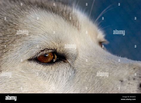 Siberian Husky Dog Close Up Dog Eye Stock Photo Alamy