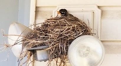Nesting Season A Time For New Families Ann Markim