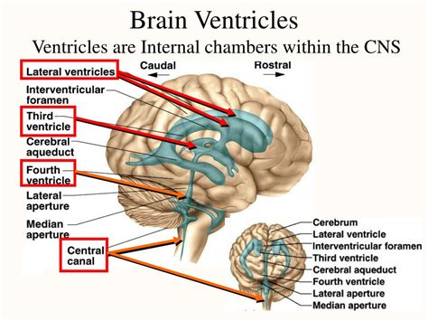 Ppt Chapter 14 The Central Nervous System Powerpoint Presentation