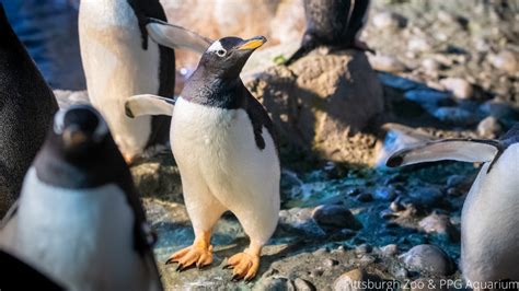 Floppy The Unique One Winged Penguin Adapting To Life At Pittsburgh