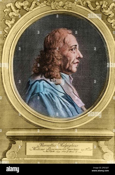 Portrait Of Marcello Malpighi 1627 1694 Italian Anatomist Stock