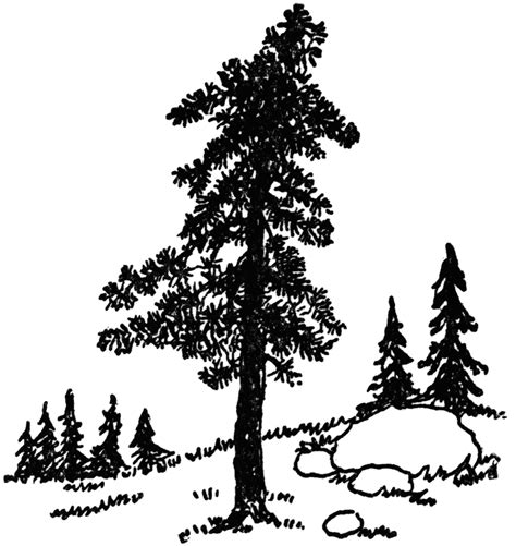 Pine Tree Black And White Clipart