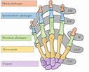 Bones and joints of the human hand, DIP-Distal Interphalangeal joint ...