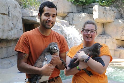 Internship Programs Dallas Zoo