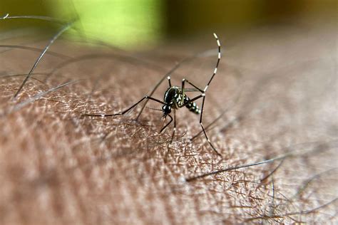 Why Do Mosquitoes Bite Some People More Than Others Slate Health And Wellness
