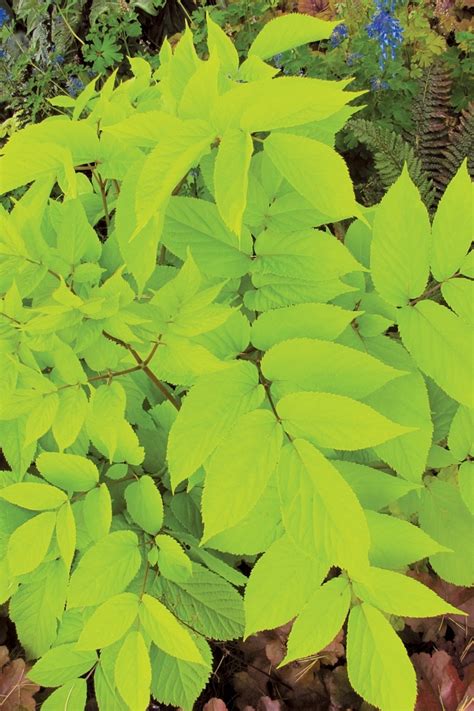 Aralia Cordata Sun King Golden Aralia Green Barn Garden Center