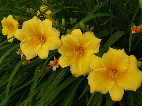 Lilies A Hardy Perennial For Your Garden Get Some Lilies Growing In