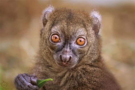 Greater Bamboo Lemur Lemur Bamboo Animal Faces