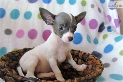 All of our chihuahua puppies and teacup chihuahua puppies are bred in our home and are extremely socialized and loved! Meet Male a cute Chihuahua puppy for sale for $400. LONG ...