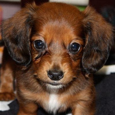 Looking for a puppy or dog in florida? Female Mini-Dachshund Puppy | Dachshund puppy, Dachshund ...