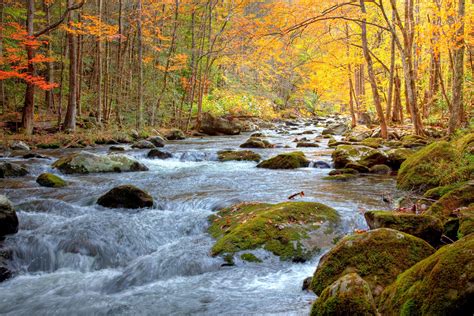 Beautiful Smoky Mountain Stream Canvas Print Forest Canvas Etsy In