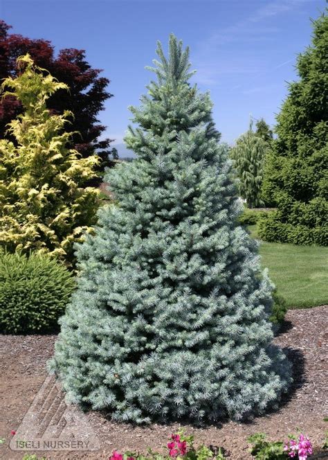 Pin On Conifers