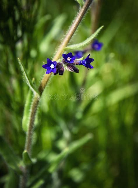 Small Dark Blue Flowers Stock Image Image Of Floral 94532649