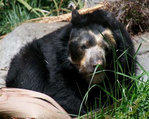Spectacled Bear At San Diego Zoo Don Debold Flickr