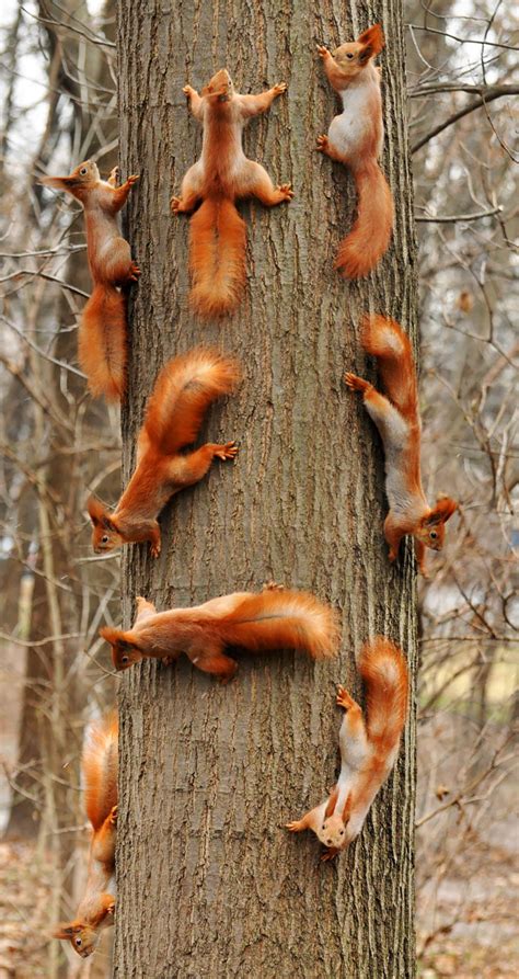 These Adorable Squirrels Come In All Shapes And Sizes