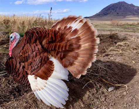 Sd Farmers Raise ‘heritage Turkeys To Preserve Ancient Breeds And