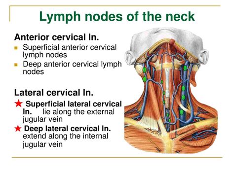 Images Of Lymph Nodes In The Neck Lymph Nodes Picture Image On