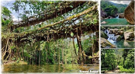 Double Decker Root Bridge An Awesome Trekking Experience Into The
