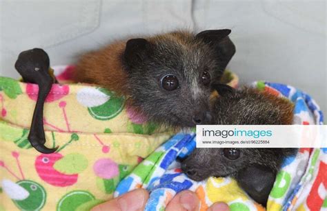 Australia Zoo Hospital Two Grey Headed Flying Foxes Are Seen Being
