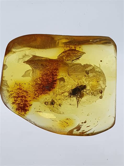 Insect Fossil Trapped In Amber Inclusion Fossil Baltic Etsy Uk