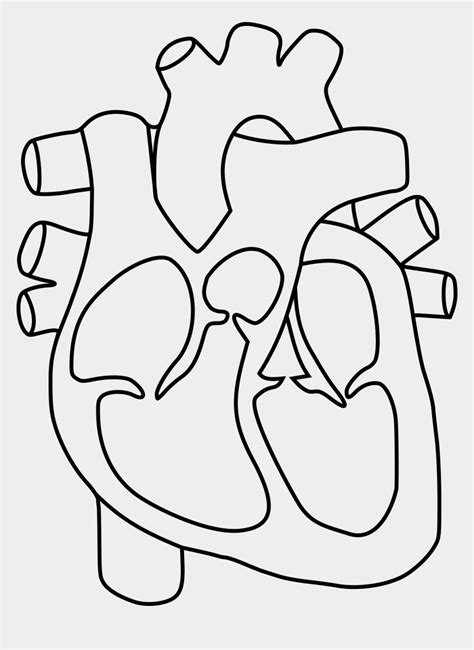 Human Heart Drawing Outline At Getdrawings Structure
