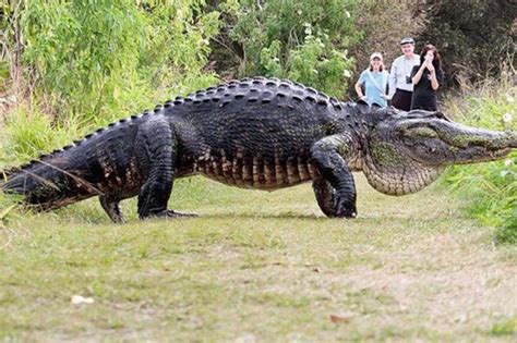 How Long Do Crocodiles Live