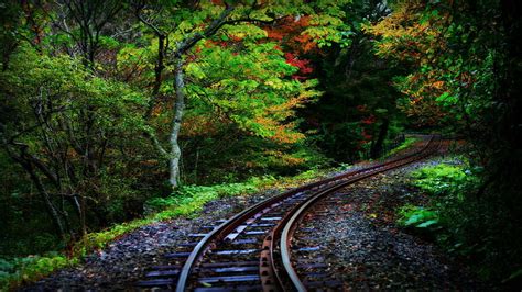 Track Nature Forest Vegetation Railway Rails Railroad Woodland