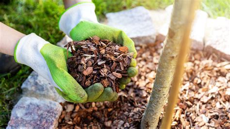 7 Genius Mulching Tips To Makeover Your Garden Brand Pulse