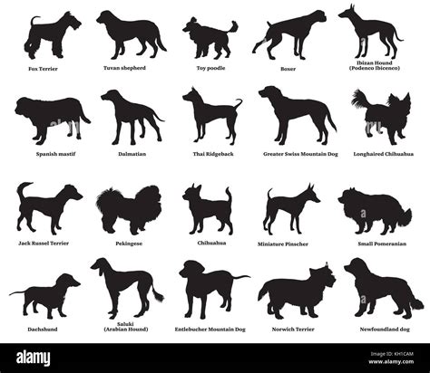 Vector Set Of Different Breeds Dogs Silhouettes Isolated In Black Color