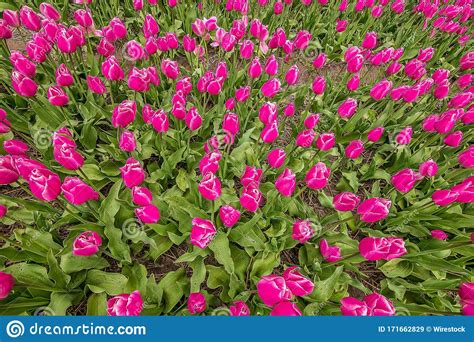 Overhead Shot Of Bright Pink Flower Field Stock Image Image Of Love