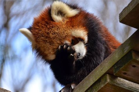 Ive Made A Huge Mistake Red Panda Cute Animals Cute Little Animals