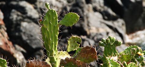 Learn how cacti have developed spines to help them survive and thrive in inhospitable environments. Kostenlose foto : Landschaft, Natur, Kaktus, Blatt, Blume ...