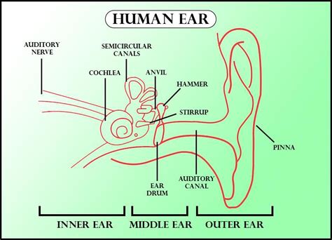 Draw The Labeled Diagram Of The Ear Write A Note On The Mechanism Of