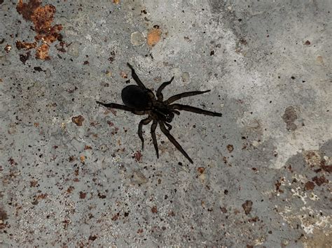 Unidentified Spider In Ohio United States