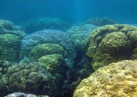 Monoculture Of Boulder Corals Smithsonian Ocean